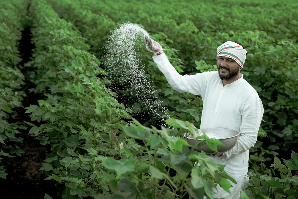 Farmer applying fertilizer to a cotton crop