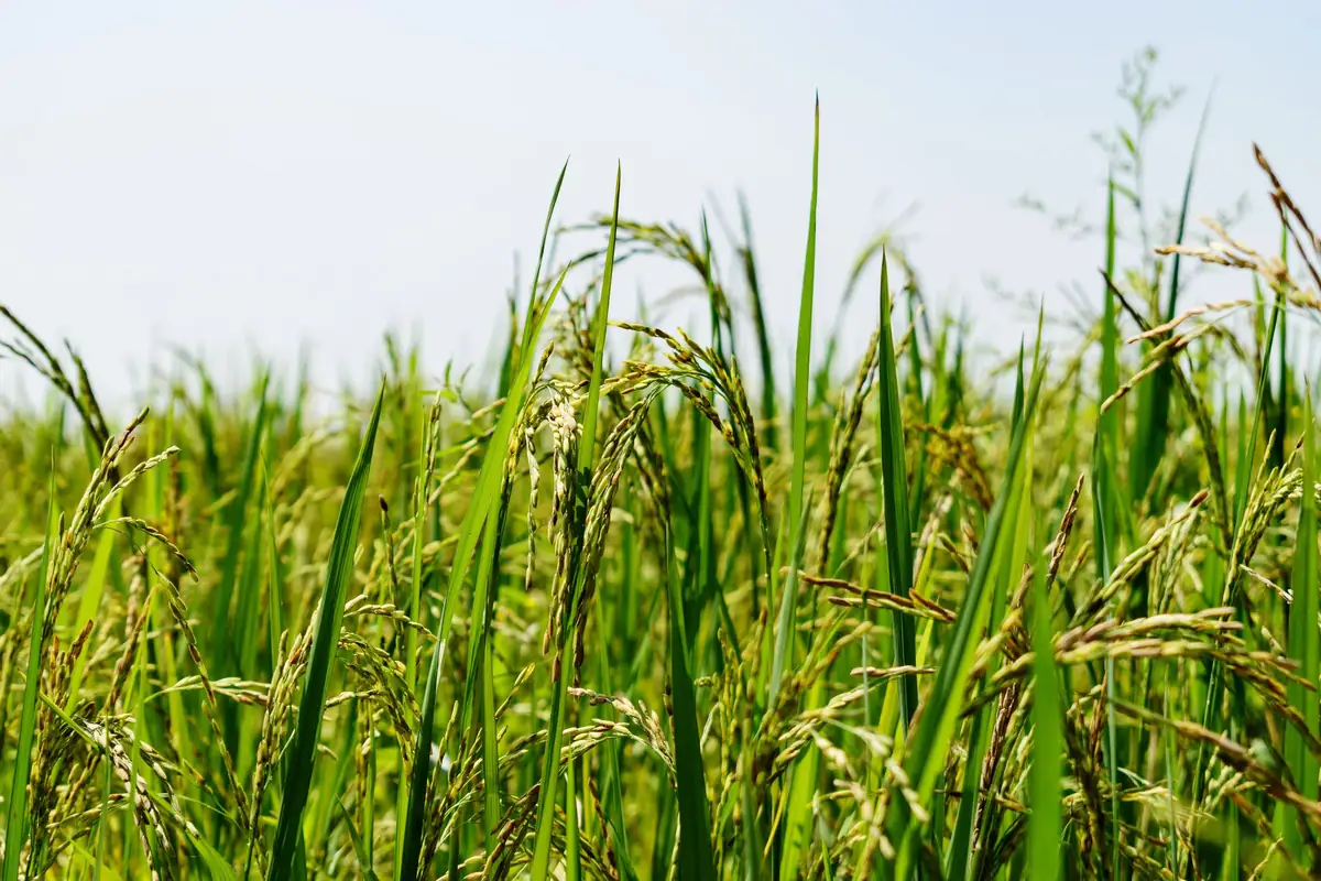 Healthy crop close-up