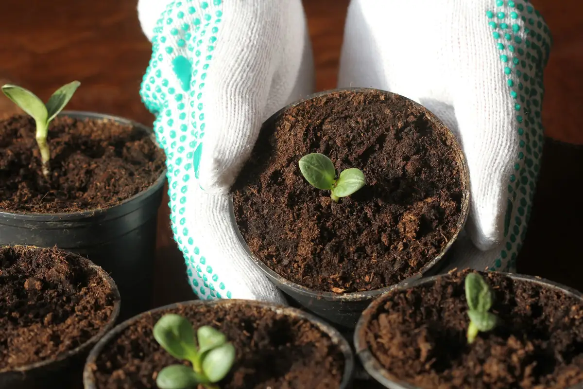 Seedlings growing in pots