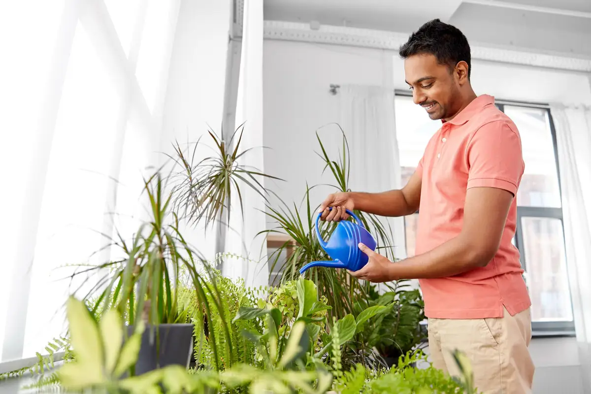 Watering houseplants at home