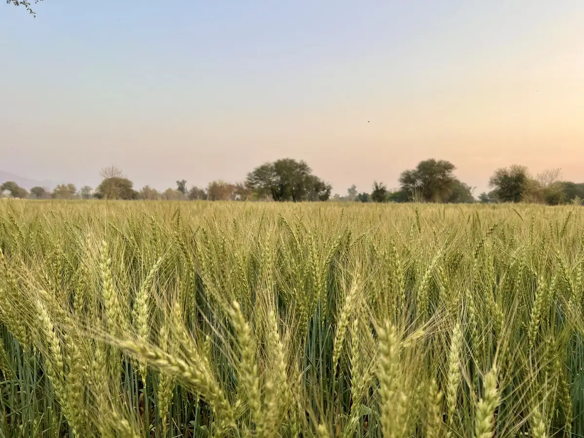 Crop in the field